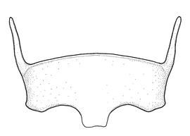   Anthidium rodecki  male, diagram showing ventral view of sixth sternum (S6), diagram from Gonzalez and Griswold 2013 
